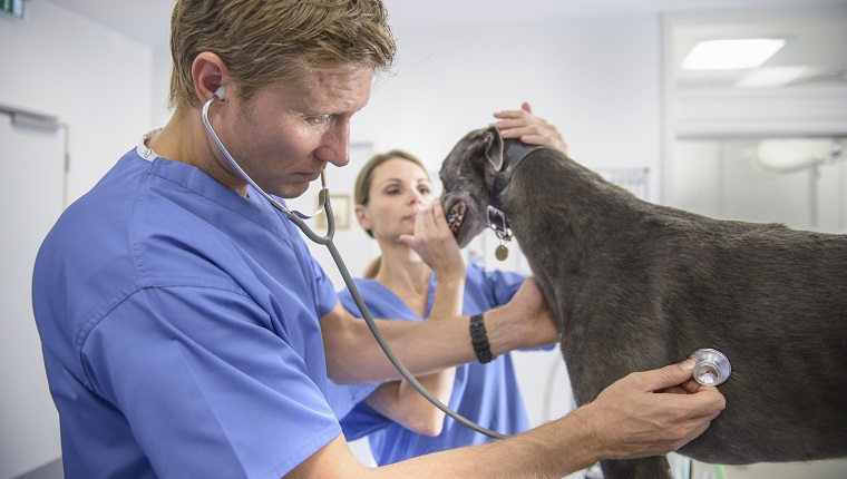 Ветеринари преглеждат хрътки със стетоскоп на маса във ветеринарна клиника