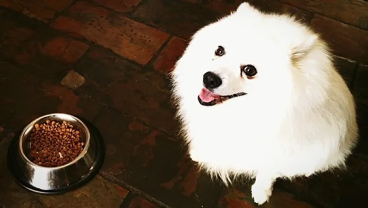 Retrato de pomerania blanca por comida para mascotas