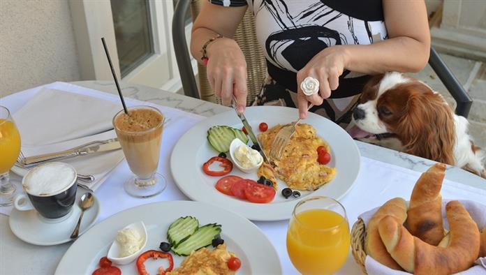 Frau, die reiches, köstliches Frühstück hat, während ihr Hund - Cavalier King Charles Spaniel - frische und herzhafte Brötchen betrachtet