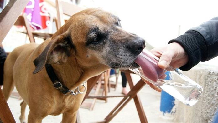 犬は炭酸水を飲めますか 炭酸水は犬にとって安全ですか 犬の品種 専門家のペットのアドバイス ケアと健康