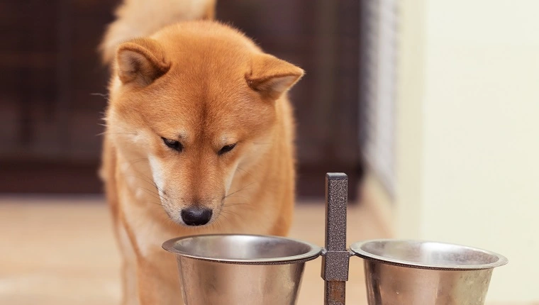 Red Shiba Inu Dog يأكل من الكلب Bowlred Shiba Inu Dog يأكل من وعاء الكلب