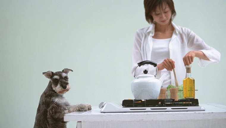 الطبخ في المطبخ مع الكلب