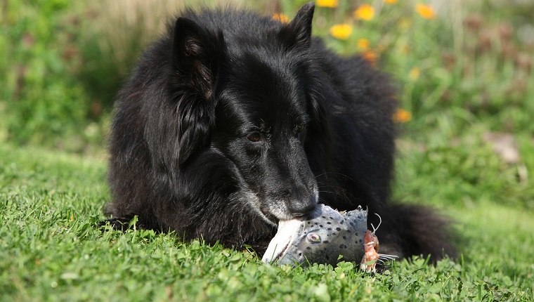 Гладно куче яде прясна риба в градината