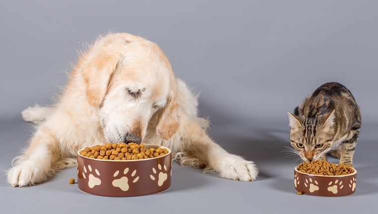 Nahaufnahme von Haustieren beim Fressen vor grauem Hintergrund