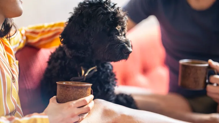 Pareja hipster tomando café con su perro de compañía en el sofá