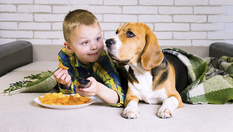 смешно момче и куче Бигъл ядат чипс на дивана в стаята