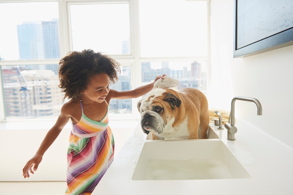Kind badet englische Bulldogge im Waschbecken