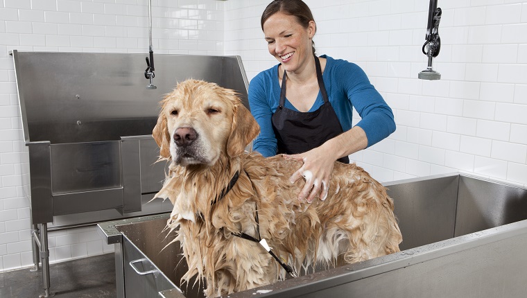 Golden retriever primind o baie la o spălătorie de animale de companie cu autoservire cu o femeie purtând o cămașă albastră și un șorț negru.