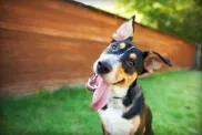 Hund streckt die Zunge heraus Niedliche Hundenamen