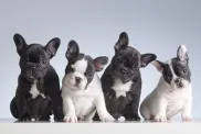 Четири кученца френски булдог на опашка, чакащи да бъдат кръстени по тема кучешки имена.
