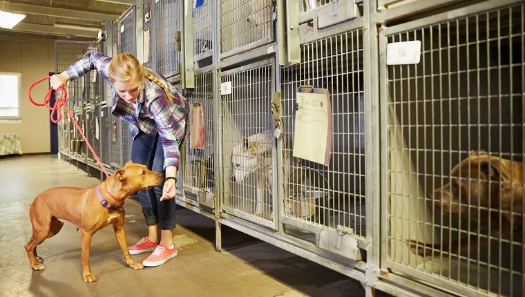 متطوعة مع كلب في مأوى للحيوانات