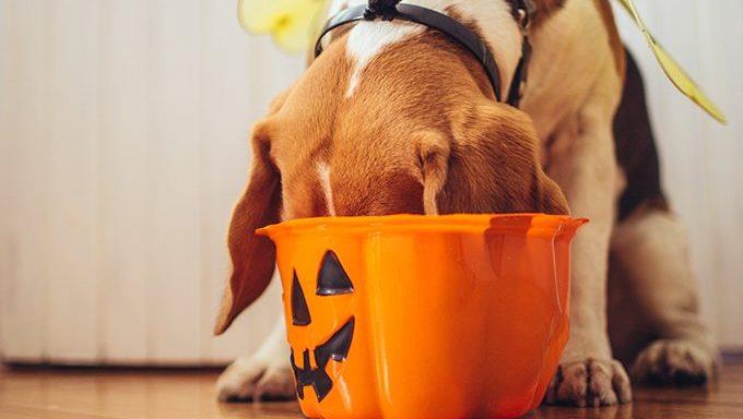 "Hund