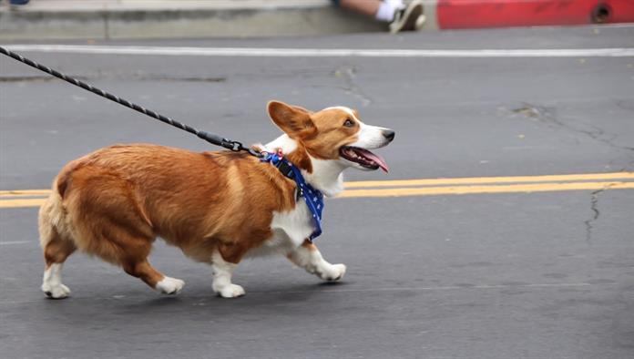 Egy Corgi kutya vörös, fehér és kék sállal sétál az utcán a kaliforniai Venturában.
