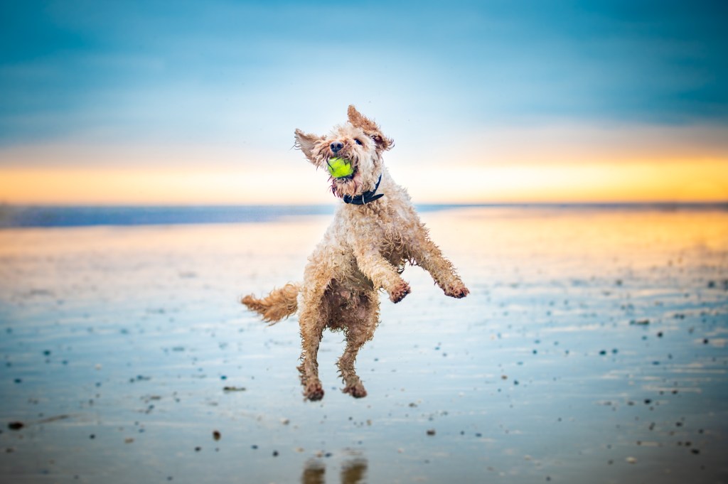 لابراودل يقفز إلى كرة على الشاطئ.