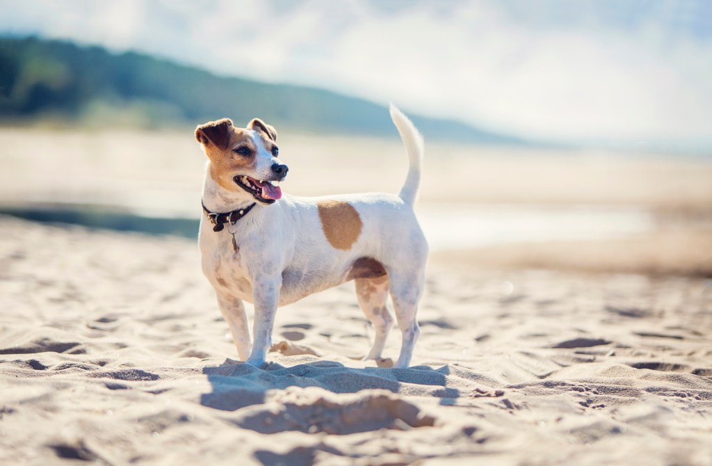 Un Jack Russell Terrier stă pe o plajă purtând o zgardă cu o plăcuță de identificare, o alegere inteligentă pentru siguranța cu câinii pe plajă.
