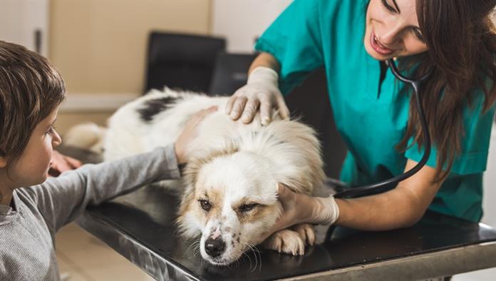 Kisfiú, aki gondozza a kutyáját, miközben orvosi vizsgálatra vitte az állatkórházban.