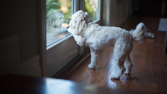 Egy kiskutya áll egy francia ajtó előtt, és kifelé néz. A kutya mancsa karcolódik az ablakon, hogy kimenjen.