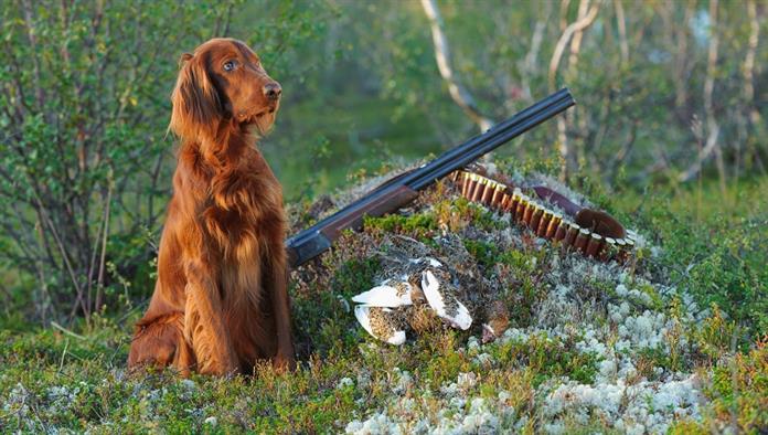 "Waffenhund