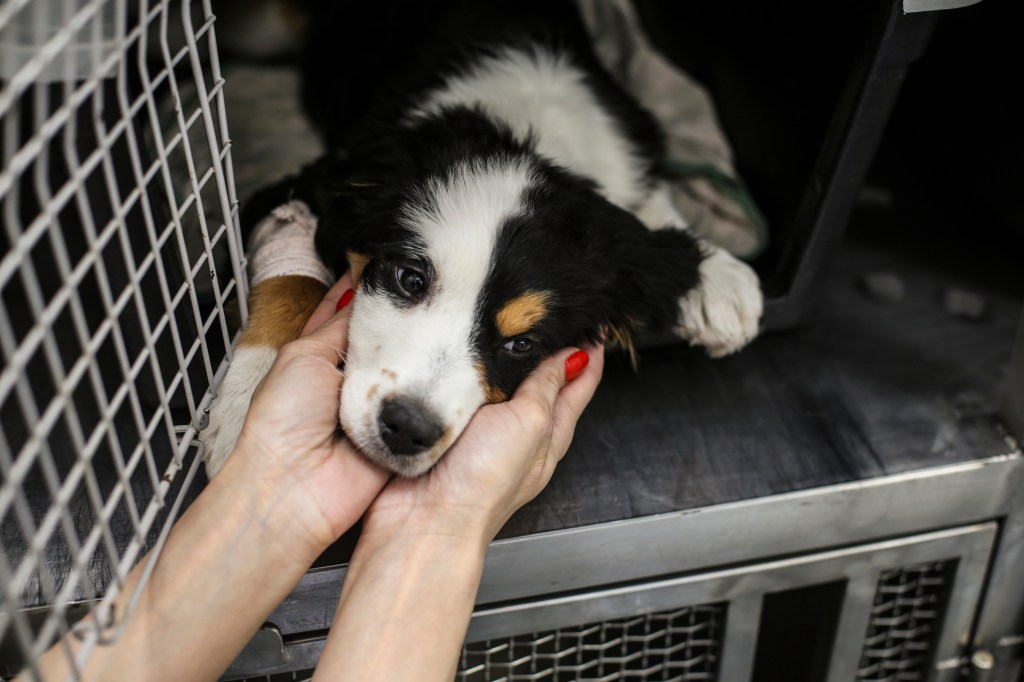 ذراع امرأة بالغ تعمل في بيت الحيوانات ، مع الاهتمام بكلب جبل بيرنسي مريض ، ربما من مرض الكلاب الغامضة غير المحددة التي تقتل الحيوانات الأليفة.