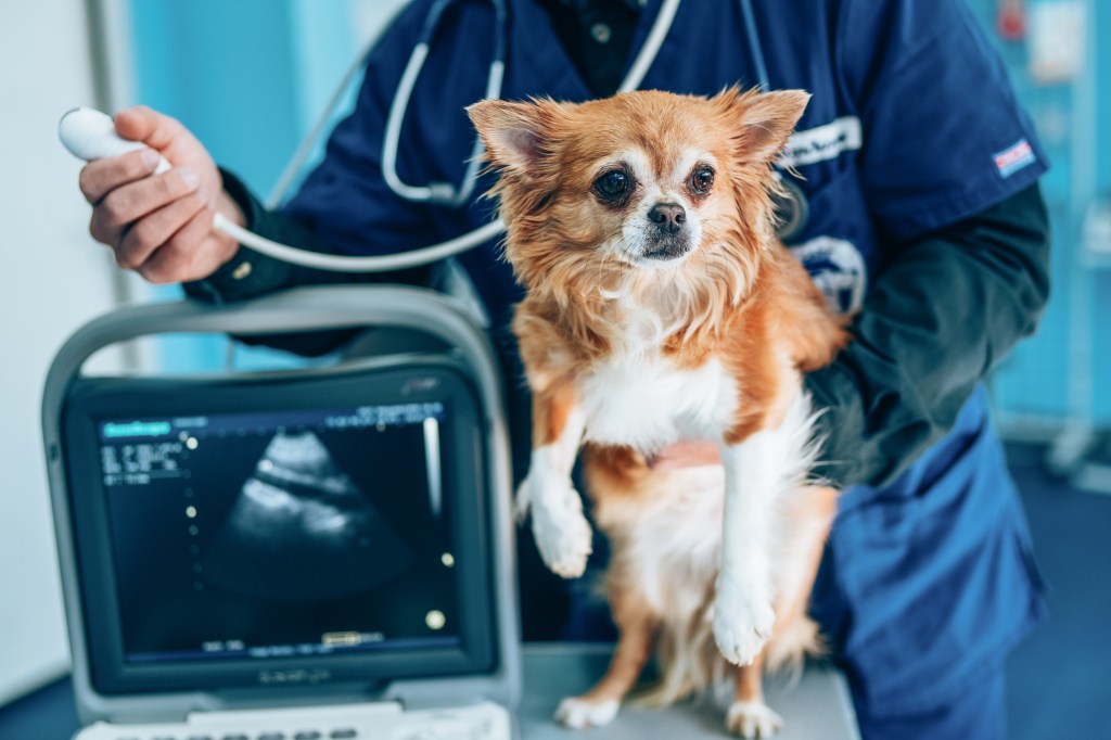 الطبيب البيطري باستخدام الموجات فوق الصوتية لفحص رئتي الكلاب من أجل الغموض في الجهاز التنفسي.