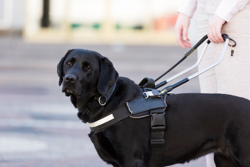 Mujer con un perro labrador negro guía para discapacitados visuales.