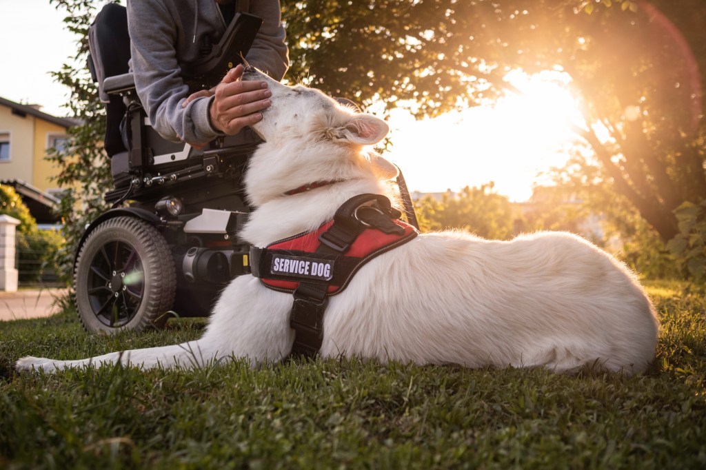 Hombre con discapacidad y su perro de servicio de movilidad, uno de los tipos de perros de servicio, prestando asistencia. Usuario de silla de ruedas eléctrica.
