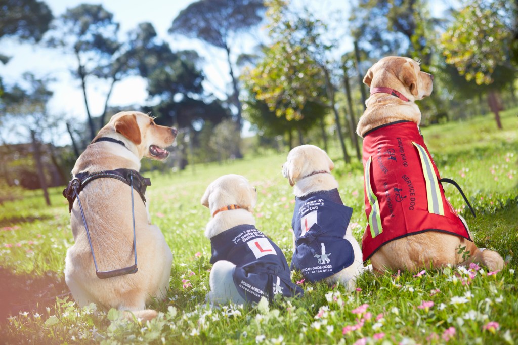 Cuatro perros labrador guía, un tipo de perro de servicio, en entrenamiento. Estos perros están sentados en un campo de flores.