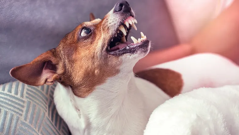 Kutya Jack Russell Terrier vigyorog válaszul a fenyegetés a férfi a lakásban