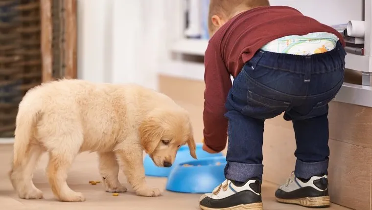 Снимка на малко момче, което храни кученцеһттр://http://195.154.178.81/DATA/i_collage/pi/shoots/783492.jpg