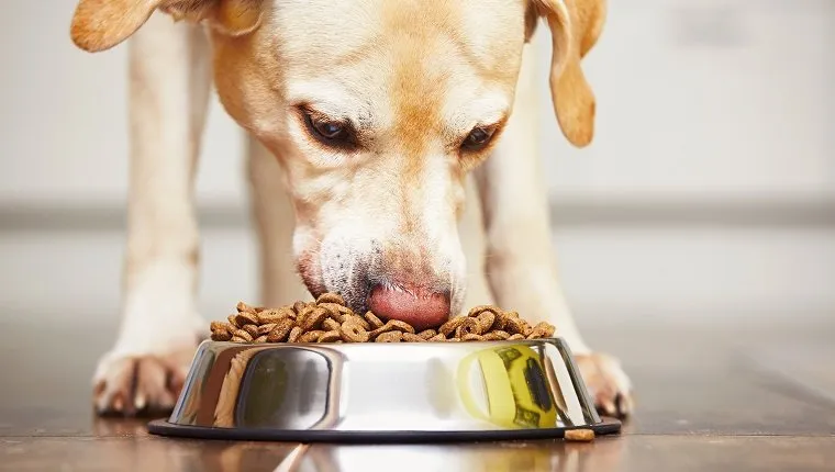 Un labrador retriever flămând se hrănește acasă.