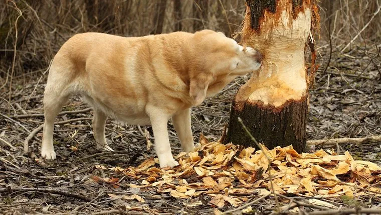 Labrador Retriever nagt an einem von einem Biber beschädigten Baum. Aufgenommen im April in der Region Moskau. Russland