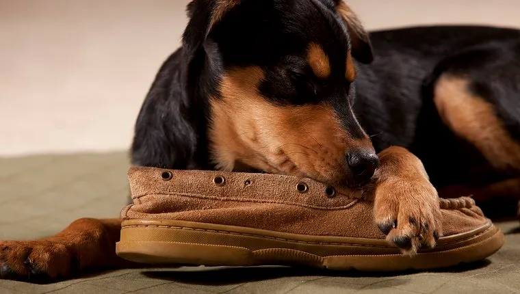 Rottweiler fekszik és egy cipőt rágcsál.