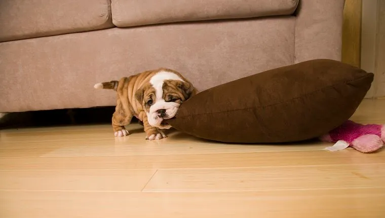 Chiot bulldog anglais mordant l'oreiller