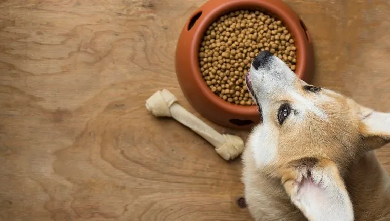 куче от породата корги до купа с гранулирана храна