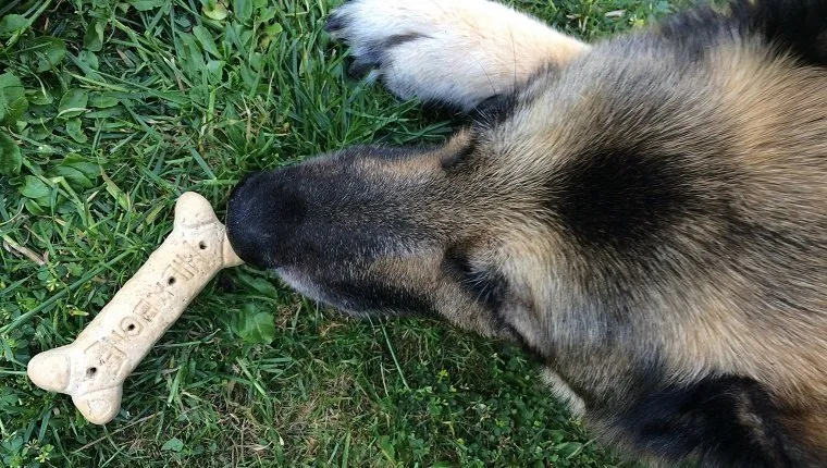 Abgeschnittenes Bild von Hund frisst Milchknochen auf Gras