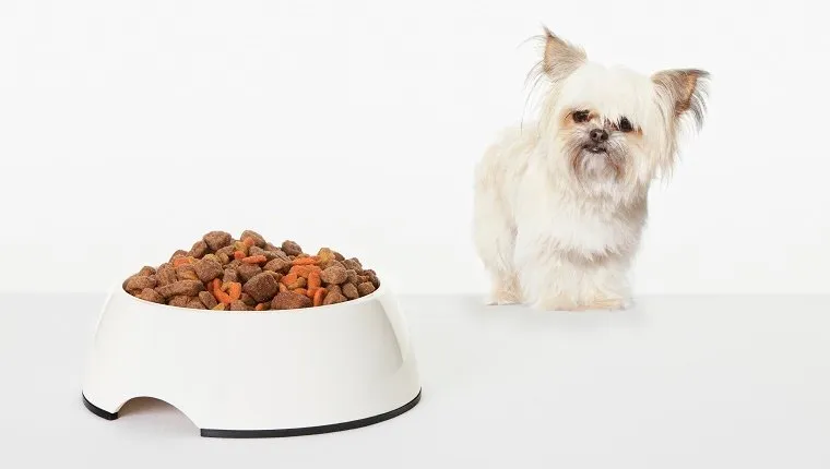 Куче, което разглежда купа с кучешка храна