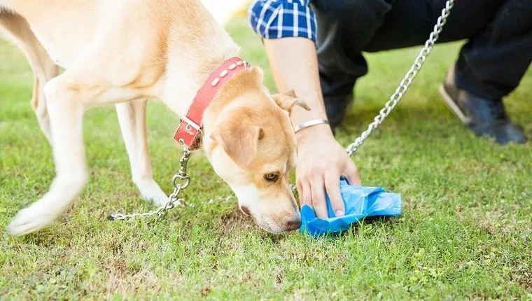 Gros plan de la main d'un homme ramassant une crotte de chien avec un sac pendant que son chien la renifle.