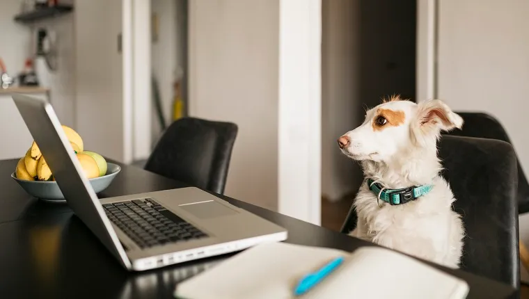 Kényelmesen, otthonról, laptop segítségével dolgozó háziállat kutya