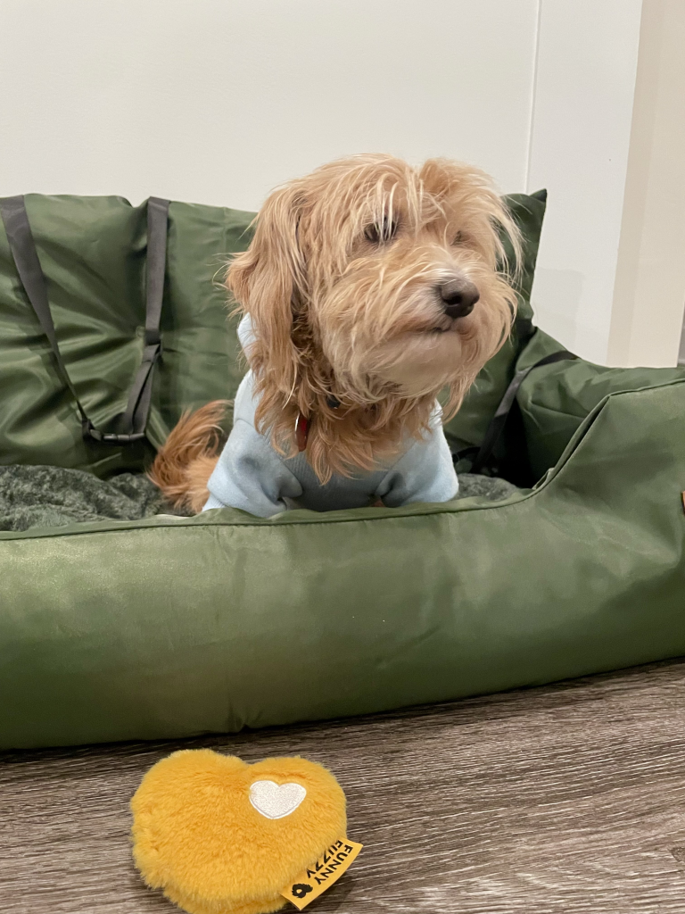 Goldie Hawn, egy apró aranyszínű kutya, aki az új olívazöld FunnyFuzzy Travel Bolster Safety Medium Large Dog Car Back Seat Bed nevű, olívazöld színű autóüléses ágyában ül. Sárga szív FunnyFuzzy játék a padlón előtte.
