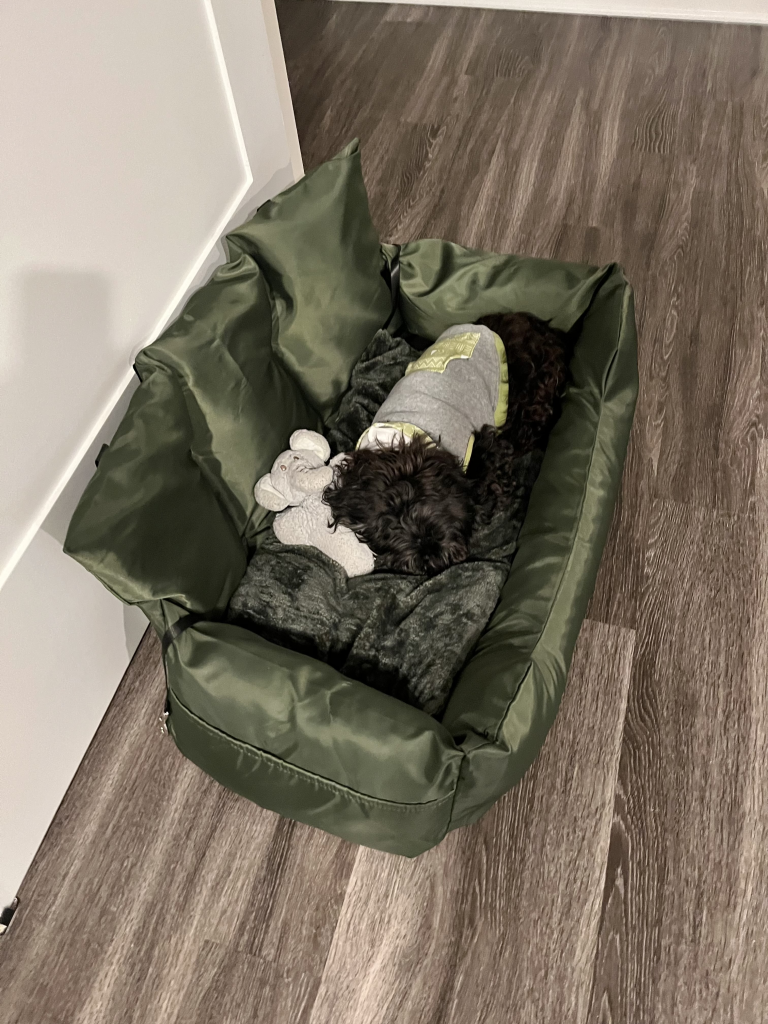 Washington, egy mini schnoodle kutya, alszik az új olívazöld FunnyFuzzy Travel Bolster Safety Medium Large Dog Car Back Seat Bed nevű ágyában. A feje egy elefánt plüssállaton van.