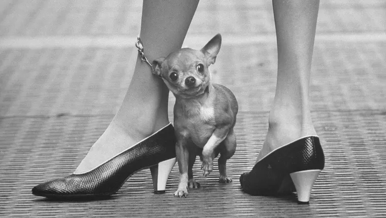 Correa de chihuahua mascota envuelta alrededor de la pierna del dueño de moda.