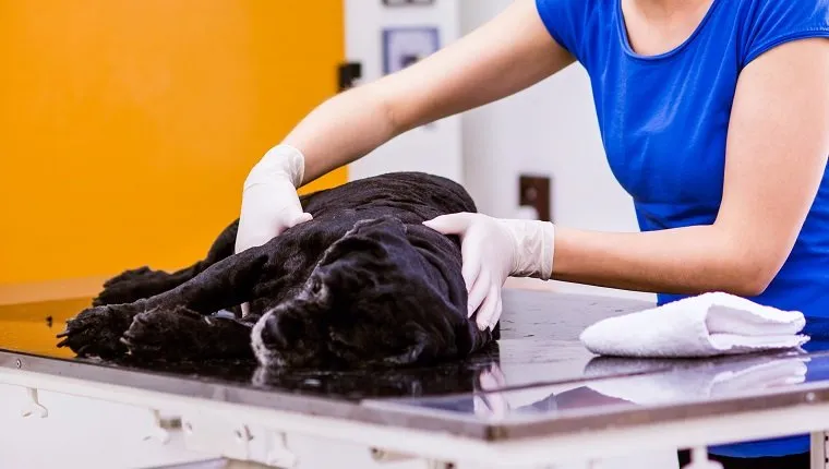 Ветеринарен лекар преглежда черно куче с възпален стомах. Млада руса жена, работеща във ветеринарна клиника.