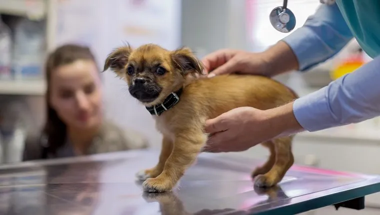 Ветеринарен лекар гали сладко кученце в кабинета на ветеринарния лекар