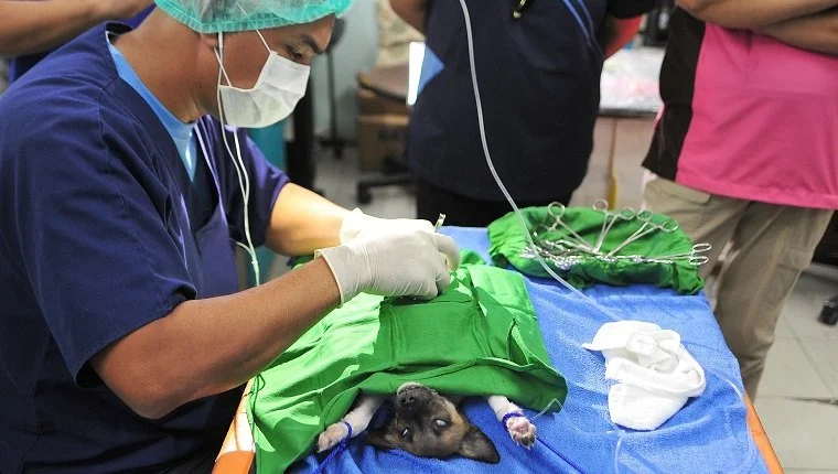МАНИЛА, ФИЛИПИНИ - 28 СЕПТЕМВРИ: Куче лежи на импровизирана операционна маса, докато ветеринари доброволци извършват безплатни кастрации по време на честванията на Световния ден за борба с бяса на 28 септември 2013 г. в Ризал, Филипините. Световният ден за борба с бяса е международна кампания, която се провежда на 28 септември. Стартирал през 2007 г., Световният ден за борба с беса има за цел да повиши осведомеността относно въздействието на беса върху общественото здраве на хората и животните. (Снимка: Veejay Villafranca/Getty Images for WSPA)