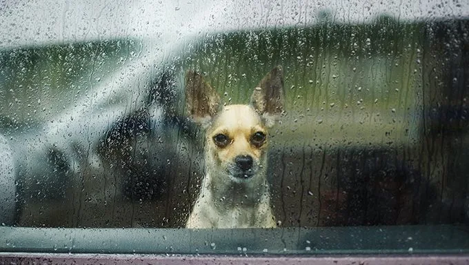 الكلب يبحث عن نافذة في المطر