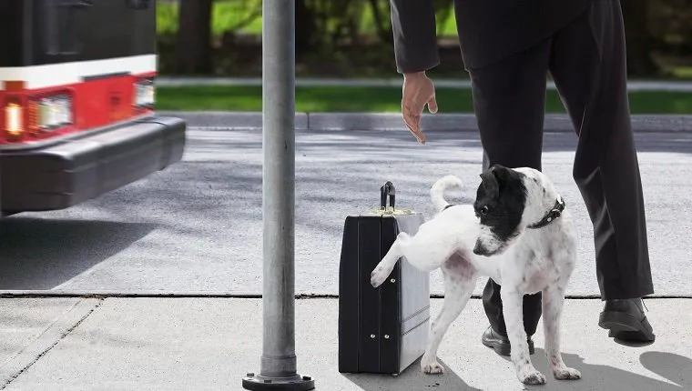 تبول الكلاب على حقيبة رجل الأعمال في محطة الحافلات (حركة غير واضحة)