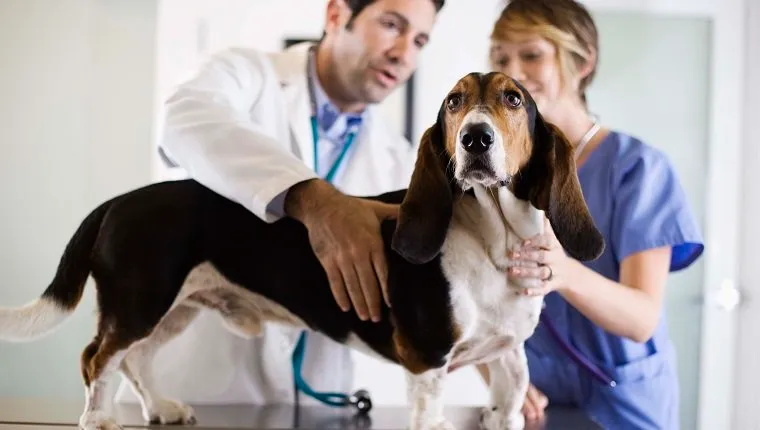 الأطباء البيطريين مع كلب