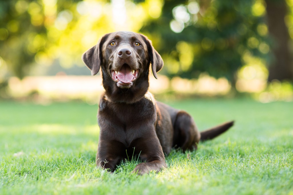 Un perro labrador chocolate se tumba en la hierba y sonríe a la cámara en un parque al aire libre.