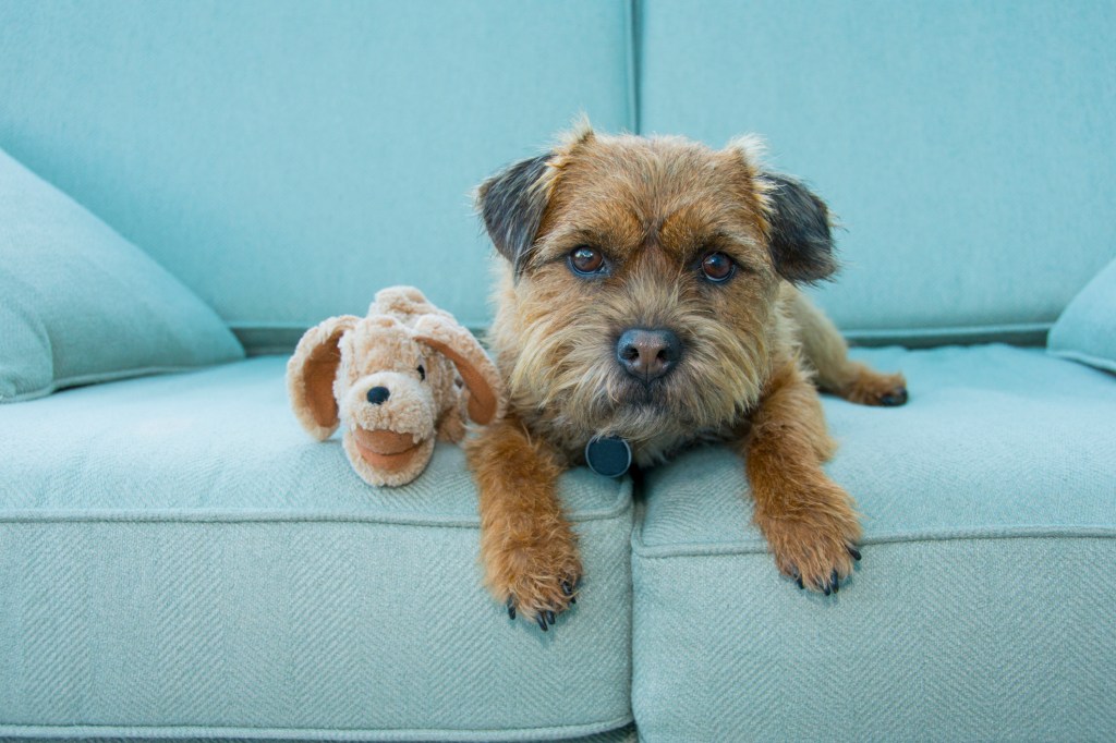 Perro Border Terrier, una raza propensa al mareo, en un sofá azul con un juguete Norfolk U.K.
