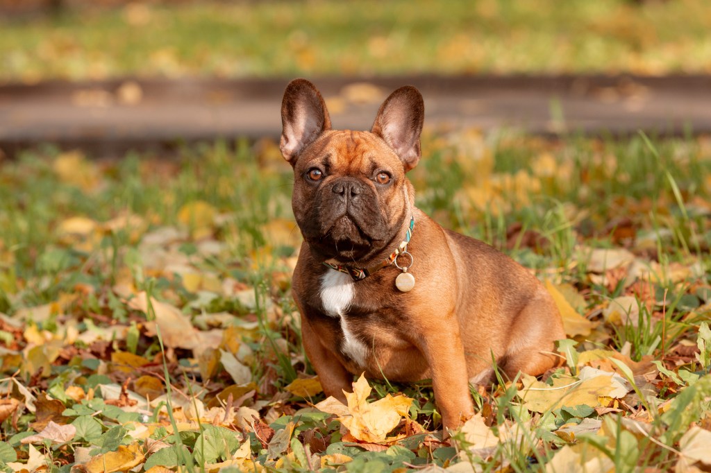 Perro de raza Bulldog Francés de paseo en otoño